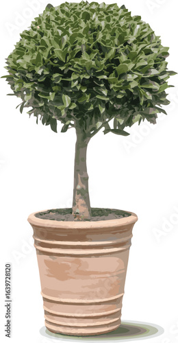 bonsai tree isolated on white