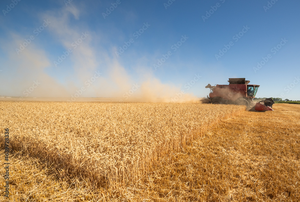 Fototapeta premium Combine harvester in field wheat