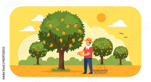 Farmer harvests mangoes at the orchard with a golden sunny backdrop