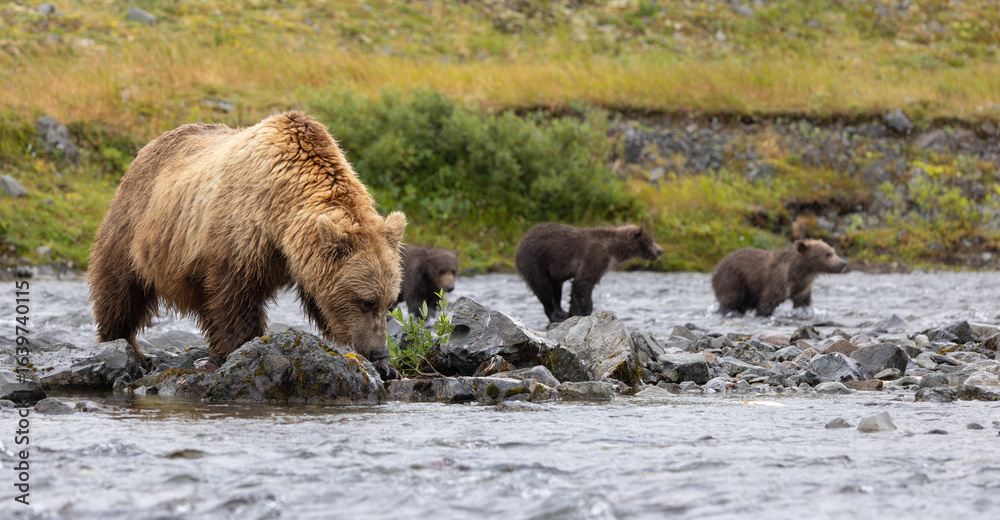 Brown bear in Katmai, Alaska during the sockeye salmon run Brown bear in Katmai, Alaska during the sockeye salmon run
