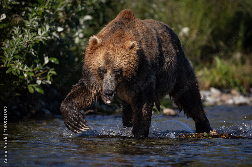 Brown bear in Katmai, Alaska during the sockee salmon run Brown bear in Katmai, Alaska during the sockee salmon run