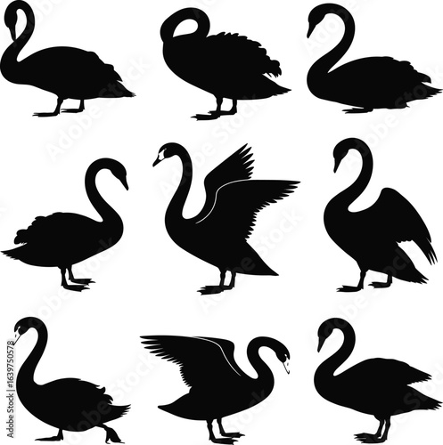 Black swan silhouettes, elegant bird shapes, flying and standing swans, graceful waterfowl vector, isolated animal icons, nature wildlife design