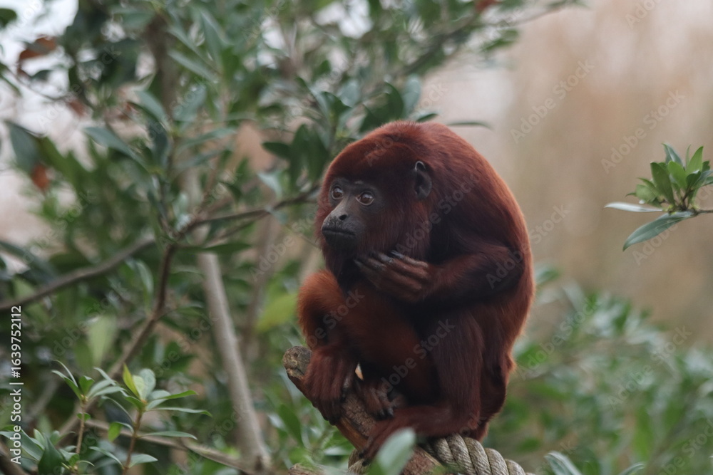 Obraz premium Red Howler Monkey
