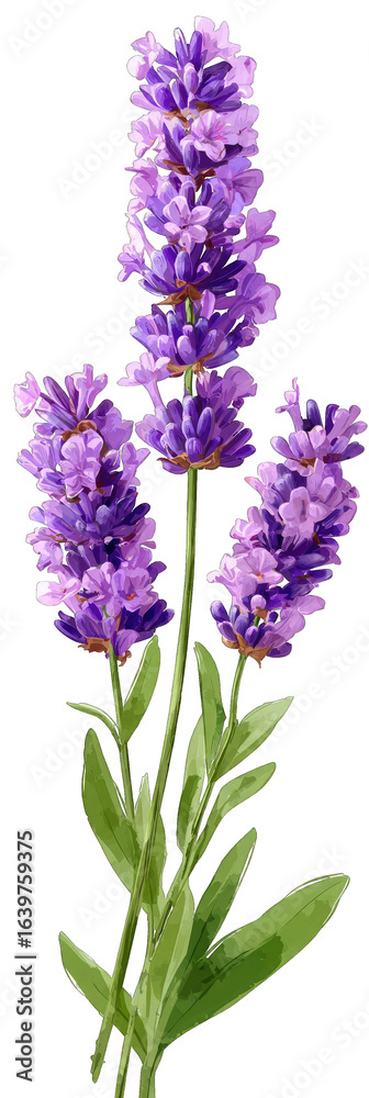 Naklejka premium Vibrant purple lavender blossoms with green leaves