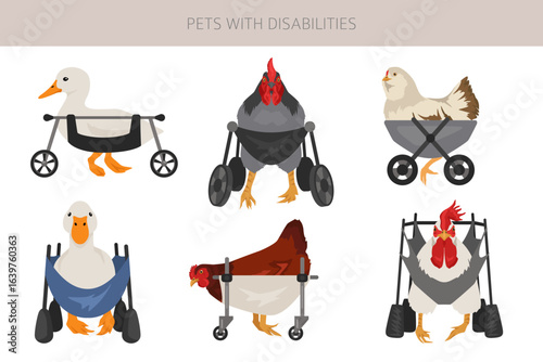 Disabled animals clipart. Injured chikens and ducks in a wheelchairs. Poultry with a disabilities. Vector illlustration