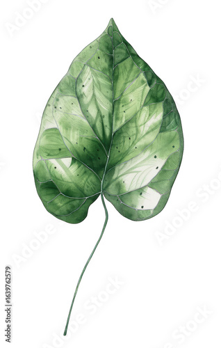 Detailed close-up of a single, large, heart-shaped leaf.  Green tones, 