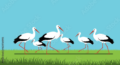 Group of storks walking in a lush green field under a clear blue sky nature scene illustration. Vector illustration