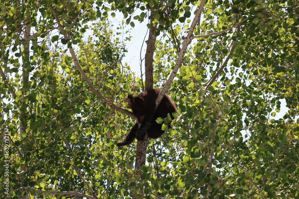 Obraz premium black bear cub