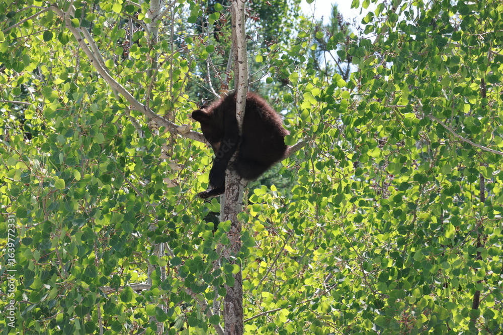 Obraz premium black bear cub