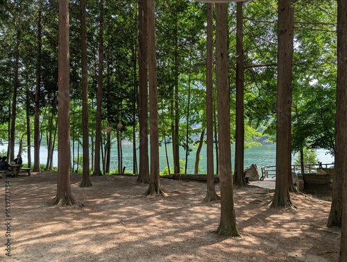 trees in the park