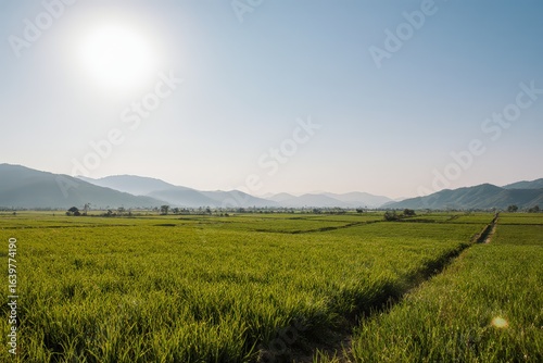 Sanjiang farmland in the summer
