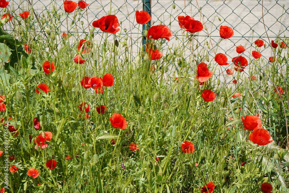 Obraz premium Łąka maków