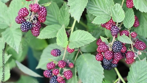 Close-up of ripe and unripe blackberries growing on blackberry bush, showing a vibrant transition from red to deep black as they reach full ripeness,