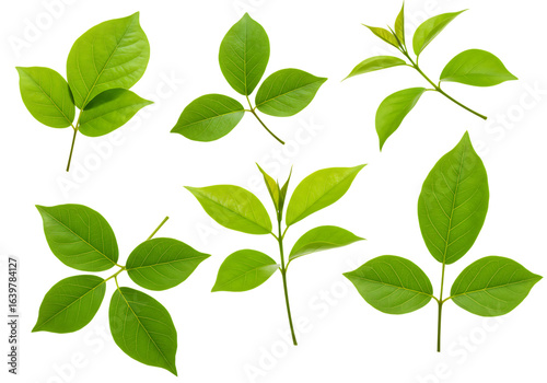 Collection of green leaves on transparent background isolated on transparent background
