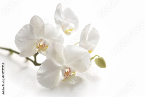 White orchid flower macro shot, isolated white background, spa wellness zen theme.