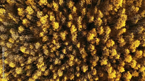 Aerial view of golden aspen trees in autumn forest in colorado, united states