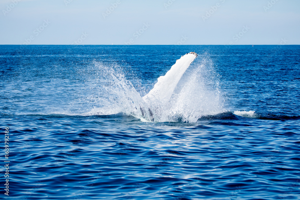 Fototapeta premium Whale Watch