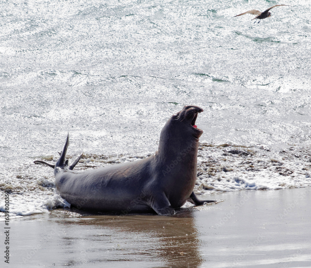 Fototapeta premium seal on the beach