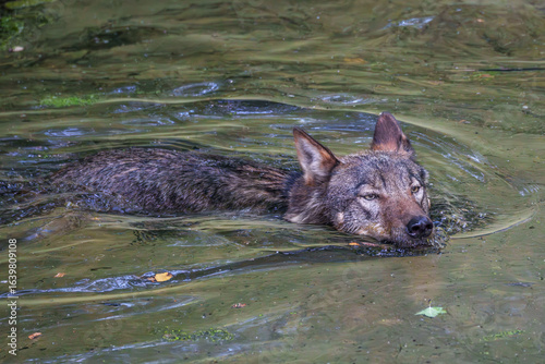 Konstfotografi European Grey Wolf, Canis lupus swimming in a water pond