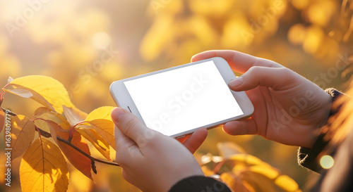 Fototapeta Naklejka Na Ścianę i Meble -  Blank screen smartphone autumn background mockup hands holding mobile phone fall season technology device advertising template yellow leaves nature sunlight