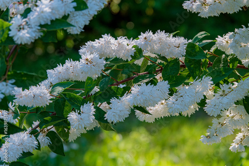 deutzia in the summer park