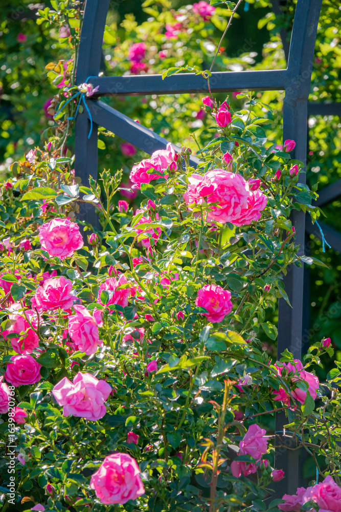 Fototapeta premium nice roses in the park