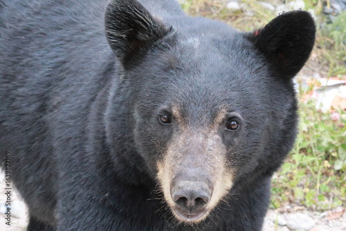 Black Bear Portrait