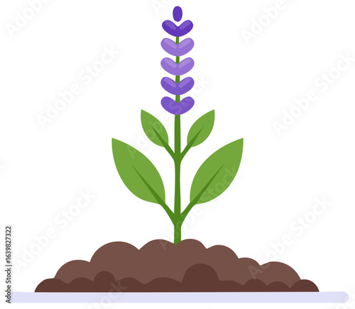 Lavender sprout growing in soil spring plant vector illustration icon nature garden
