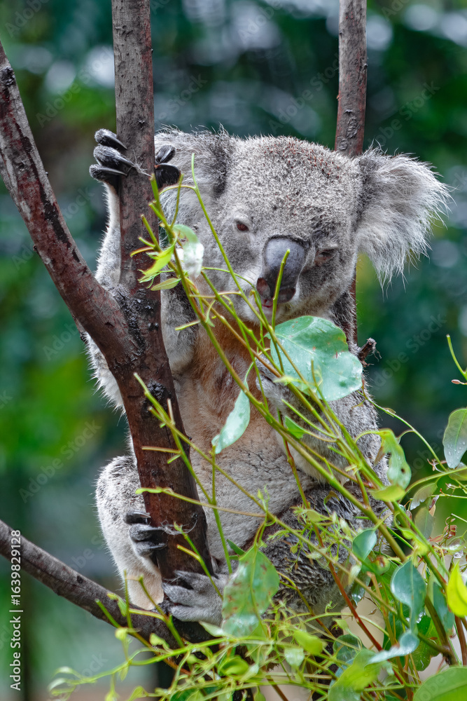 Fototapeta premium Adorable Wild Koala Eating Eucalyptus Leaves. Resting on Tree Branches in Natural Australian Habitat. Cute Wildlife Animal Close-Up in Daylight. Baby Koala, Family, sleeping. 4k Resolution portrait.
