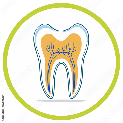 Colorful Tooth Anatomy with Vessels and Nerve Illustration Graphic on White Background