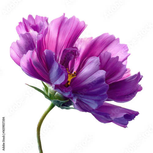 Beautiful purple flower in close-up revealing delicate petals and vibrant colors under soft lighting