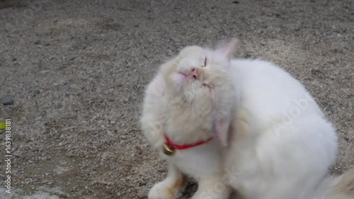 Dirty white persian cat with bell on its neck scratching, asset video, 4k video, quality