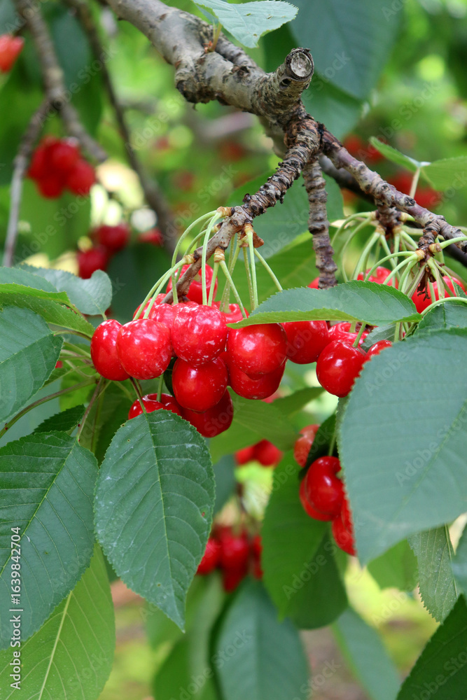 Obraz premium Sweet Cherries