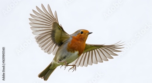 European robin in flight isolated on white background