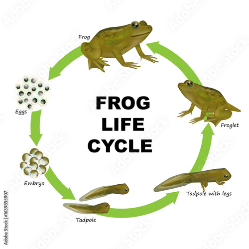 Detailed educational illustration of the frog life cycle, showing stages from eggs, embryo, tadpole, tadpole with legs, froglet, to adult frog. Frog Development Stages