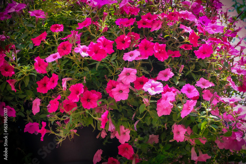 Wallpaper Mural Close-up of a vibrant cluster of trailing petunias in a large basket. Beautiful summer background and landscape design in shades of pink. Torontodigital.ca