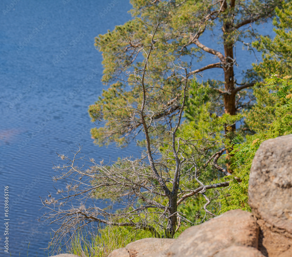 Obraz premium tree on the rock