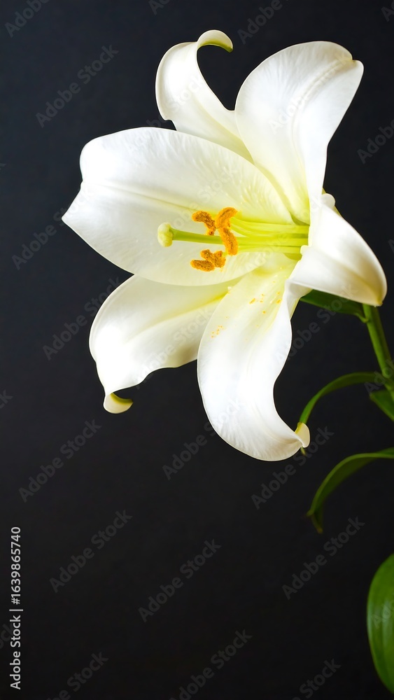 Fototapeta premium Close-up of a white lily against a dark background.