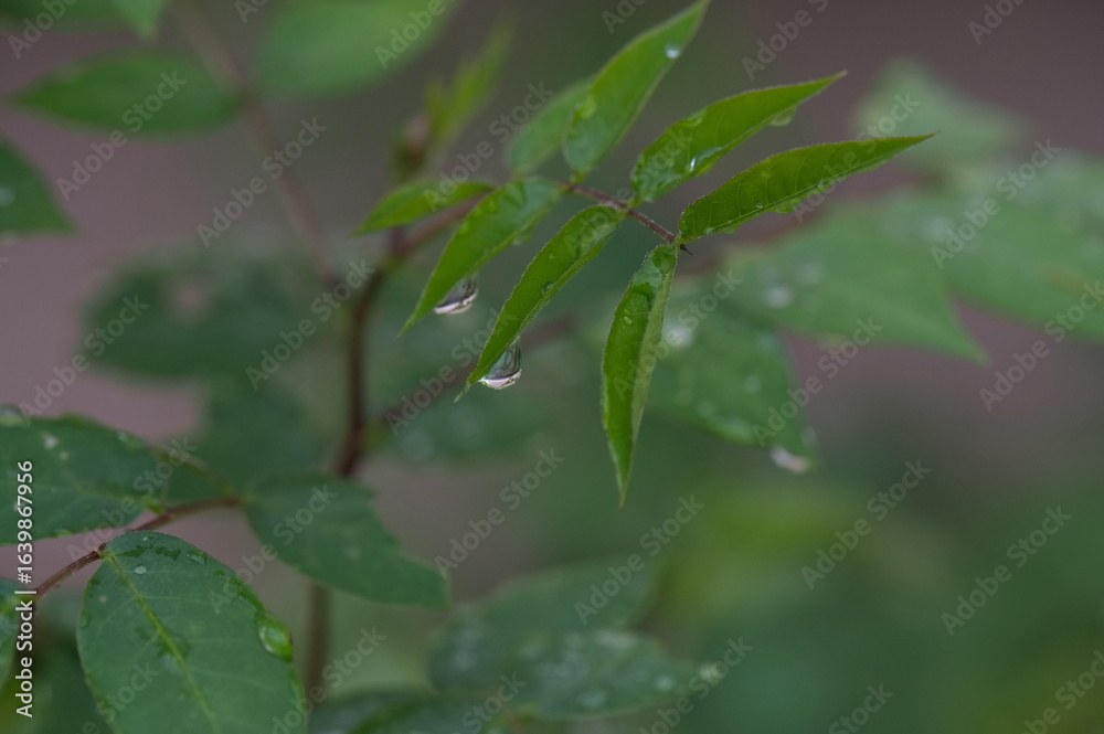Fototapeta premium Macro image of water beautiful droplets on green leaves, close-up of rainy season drops rainwater, . Drops of dew. Beautiful leaf texture in nature. Natural background.