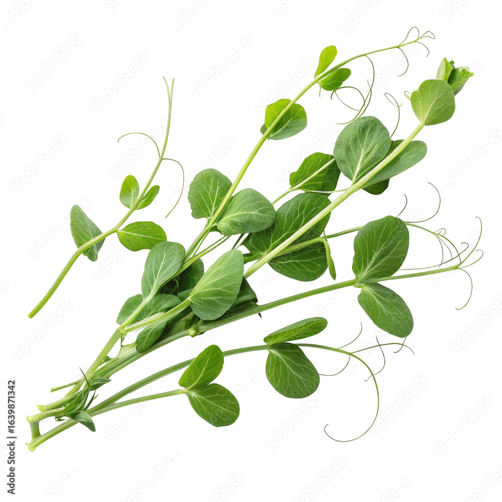 Obraz premium Fresh Green Pea Shoots, Isolated on Transparent Background, Botanical Illustration, Vegetable, Plant, Pea plant, Greens, Food