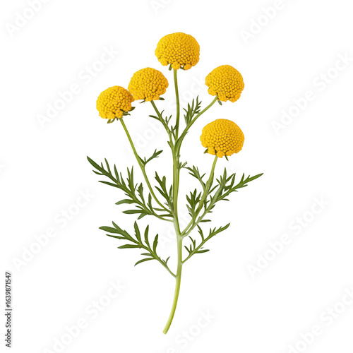Yellow flower sprig botanical illustration isolated on transparent background cutout