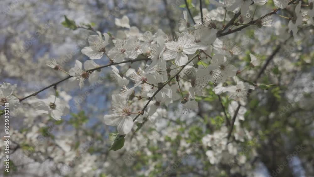 Movement around a branch covered with white flowers of a blossoming fruit tree sways in the wind. Macro video of fruit tree flowers, Prunus blossoms in spring Movement around a branch covered with white flowers of a blossoming fruit tree sways in the wind. Macro video of fruit tree flowers, Prunus blossoms in spring