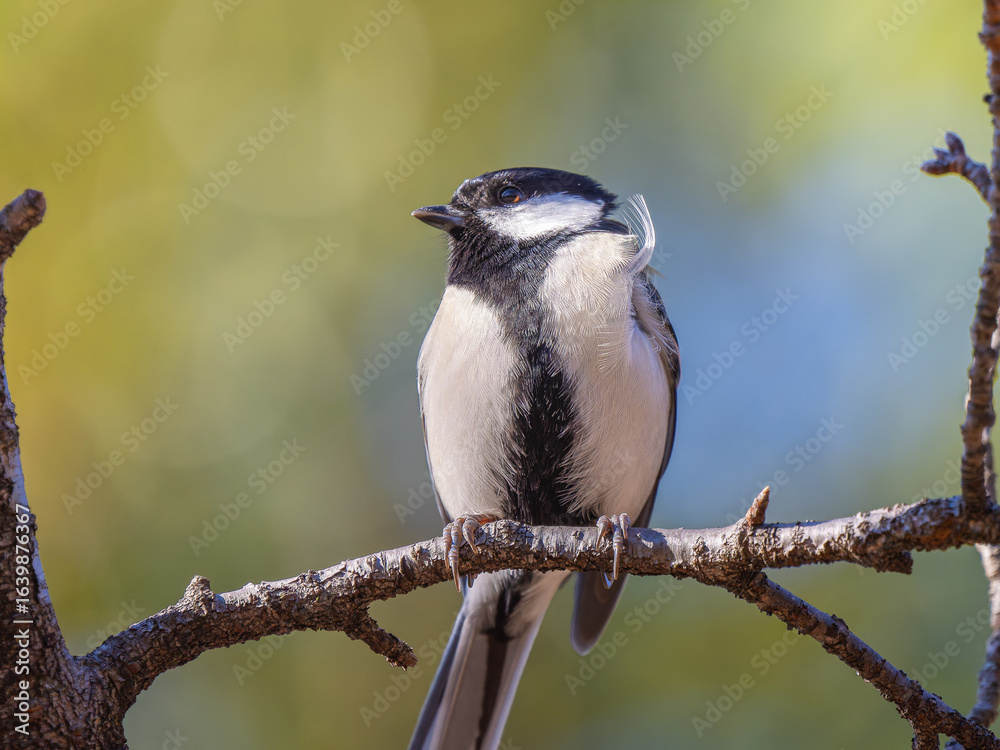Obraz premium 枝にとまるシジュウカラ