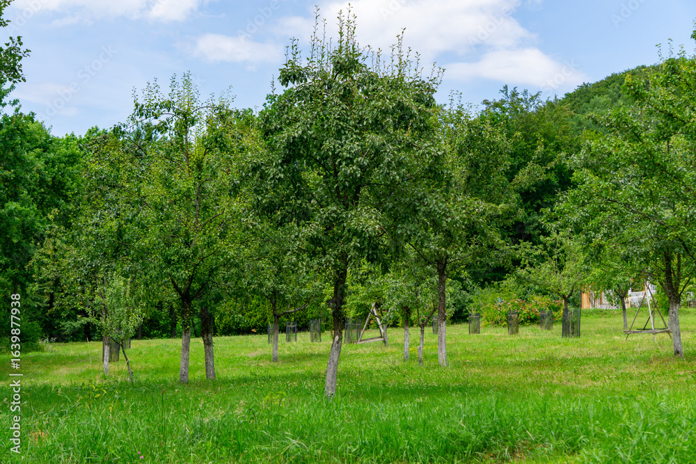 Obraz premium Young orchard on a green meadow, surrounded by trees and hills under a blue sky