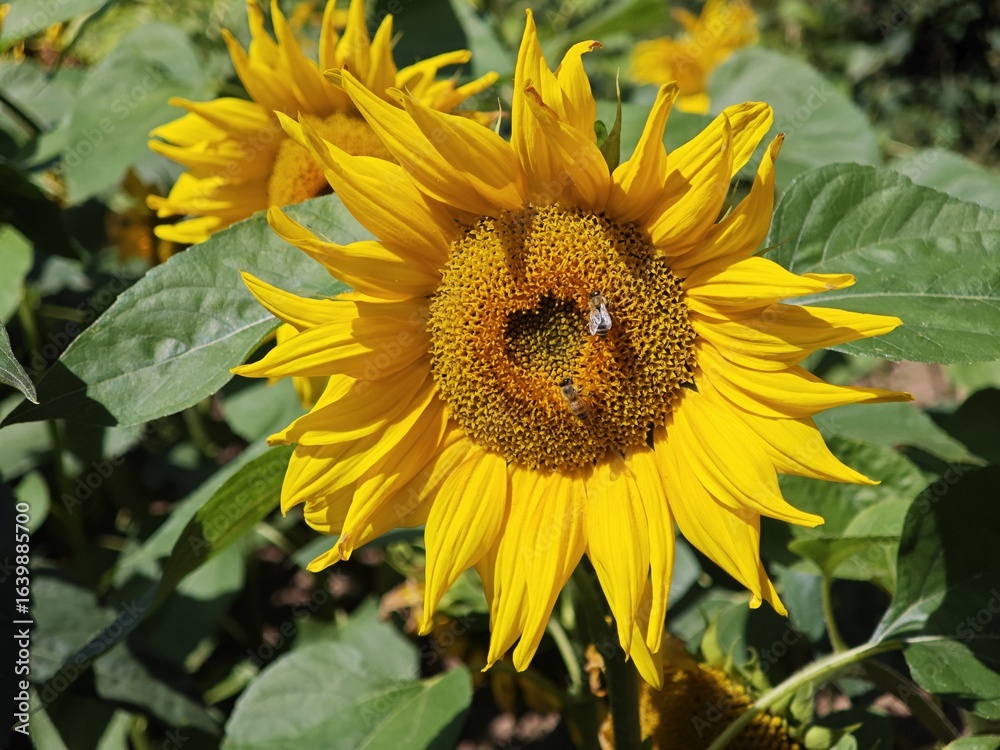 Obraz premium Natürlich gewachsenes Herz in Sonnenblume