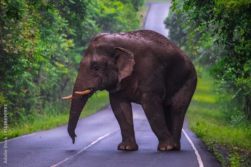 Obraz premium Elephants are large mammals and are the largest land animals. Wild elephants eat plants. They are big, have a small head, big legs, and have a trunk that reaches to the ground. That trunk is the nose.