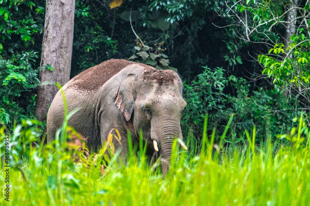 Fototapeta premium Elephants are large mammals and are the largest land animals. Wild elephants eat plants. They are big, have a small head, big legs, and have a trunk that reaches to the ground. That trunk is the nose.