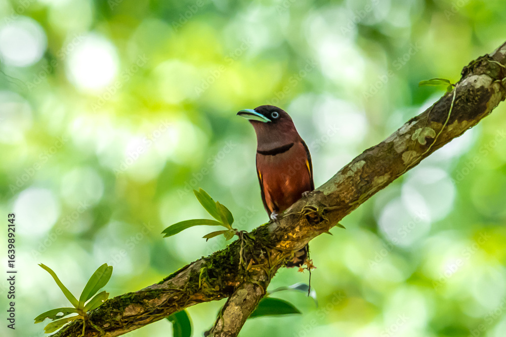 Fototapeta premium The bill is a reflective blue color. The body feathers are dark pinkish purple. The wings are black with yellow feathers arranged in a stripe. The upper hindwing is dotted with yellow feathers. The ru