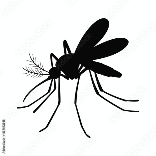 A scary black spider and a mosquito vector illustration, isolated on a white background, shows the horror of these insects