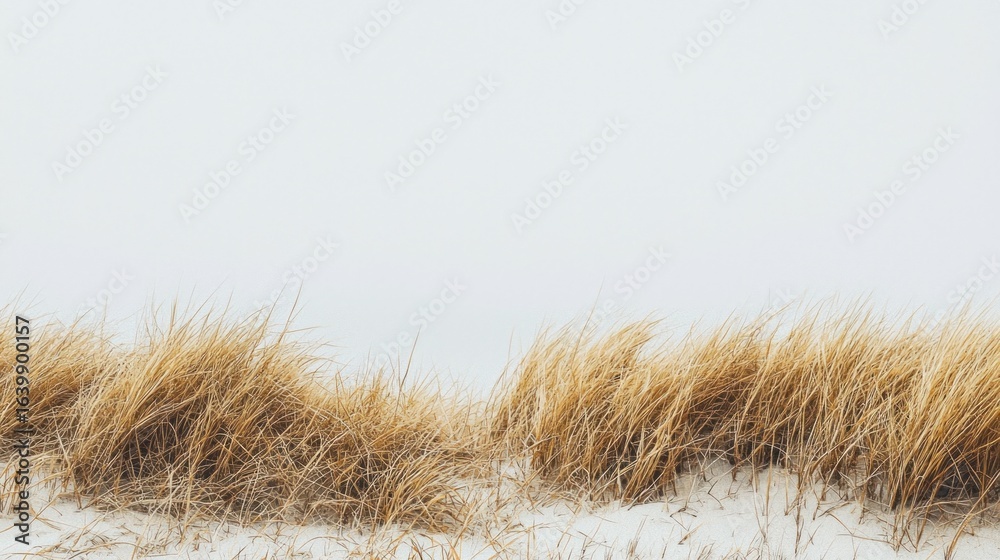 Fototapeta premium Dried grasses on a beach with a foggy background.